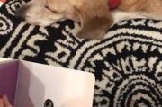 胖犬来爆料最新视频,萌宠日常大曝光！